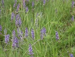 Flower Norway Nature