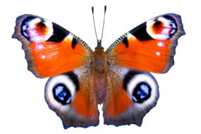 nature animals butterfly insect