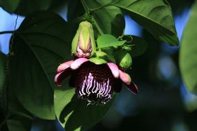 Passiflor Flower Climbing