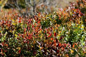 Bilberry Bieszczady Plants