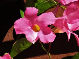 Flower Pink Yellow Green