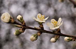 Tree Branch Flower