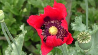 Nature Blossom Bloom