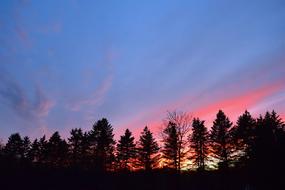 Sunset Sky Silhouette Pine