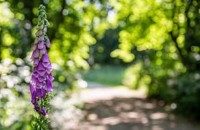 Flower Plant Foxglove
