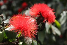 Flowers Natural Flower