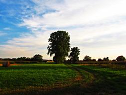 Landscape Nature Tree