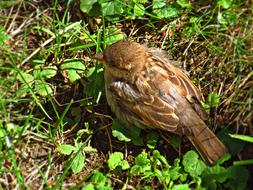 WrÃ³belek Bird The Sparrow