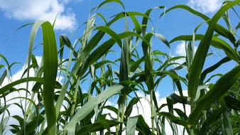 Summer Grass Grasses