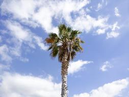Palm Tree At background of sky