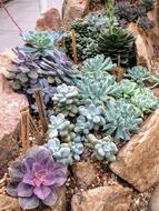 Succulent Succulents Plant