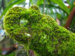 Elephant Nature Beautiful