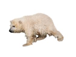 Polar Bear Isolated Predator