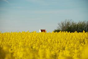 Agriculture Field Crop