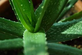 Aloe Vera Plants Green Nature