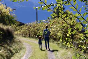 People walking on the beautiful path among the green trees in South Tyrol, Italy