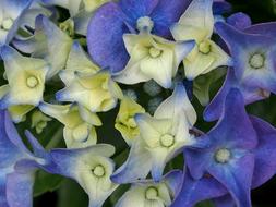 Flower Hydrangeas Blue
