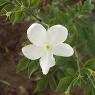 Jasmine Flower Foliage