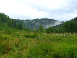 Forest Nature Summer
