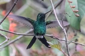 Cuba Cienaga De Zapata Hummingbird