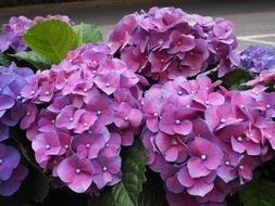 Flower Purple Flowers