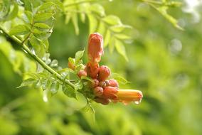 Flowers Blooms Nature