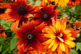 Colorful Flowers Beauty Nature