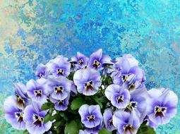 Pansy Spring Nature