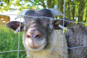 Nature The Animal Kingdom Grass