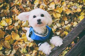 Dog Autumn Maltese