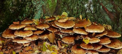 Mushrooms Autumn Forest