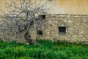 Tree Old Wall