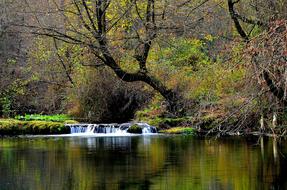 Nature Turkey Forest