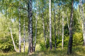 Birch Grove Forest
