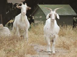 Sardinia Goats Nature
