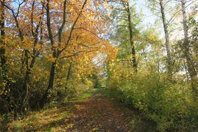 walk forest nature trees path