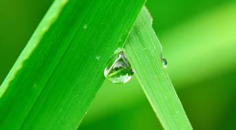 Water Drop Grass