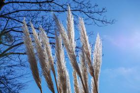 Pampas Grass Backlighting