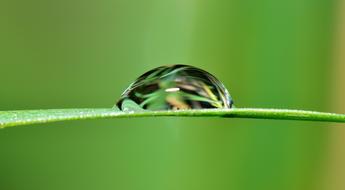 Drop Water Grass
