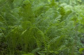 Fern Leaf Flora