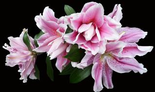 Lily Pink Full Bloom