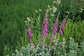 Mountain Poison Digital