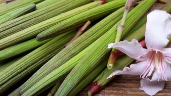 Oleander Green Blossom