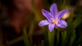Nature Plant Petal No