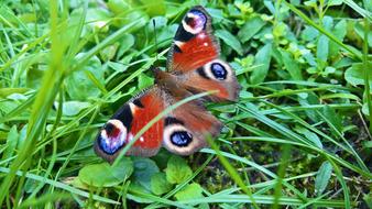 Butterfly Close Up Garden