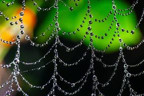 Spider Web Bokeh Dew