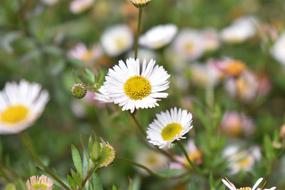 Daisy Flowers Wild