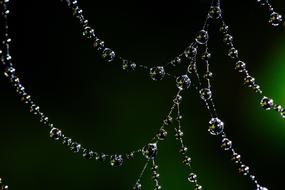 Spider Web Bokeh Dew