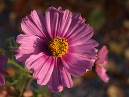 Aster Flower