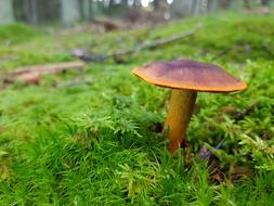 Mushroom Forest Nature